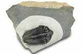 Detailed Coltraneia Trilobite Fossil - Huge Faceted Eyes #311685-3